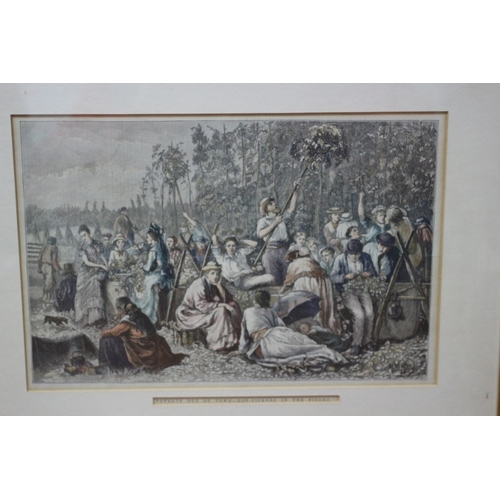 358 - Framed and Glazed Antique Hand Coloured Etching by M W Ridley - Hop Picking Scene - 44 x 34cm - (On ... 