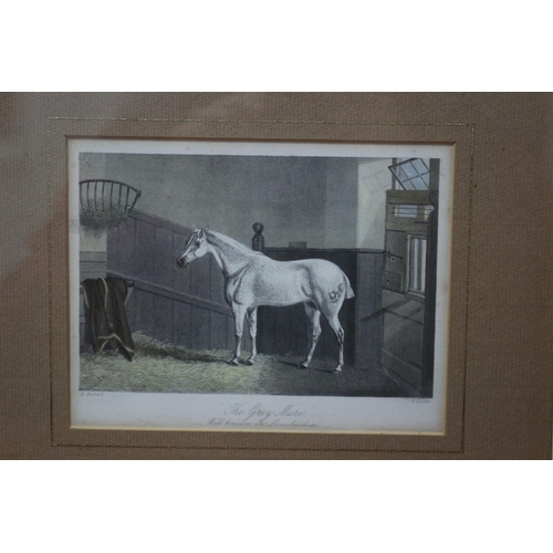 363 - Framed and Glazed Engraving C 1860 - The Grey Mare Well Known in Lincolnshire - Hand Coloured - 28.5... 