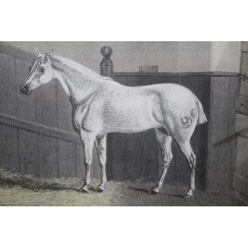 363 - Framed and Glazed Engraving C 1860 - The Grey Mare Well Known in Lincolnshire - Hand Coloured - 28.5... 