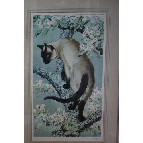 83 - Framed and Signed Limited Edition Colour Print Entitled 'Portrait of a Siamese Cat on a Branch of an... 