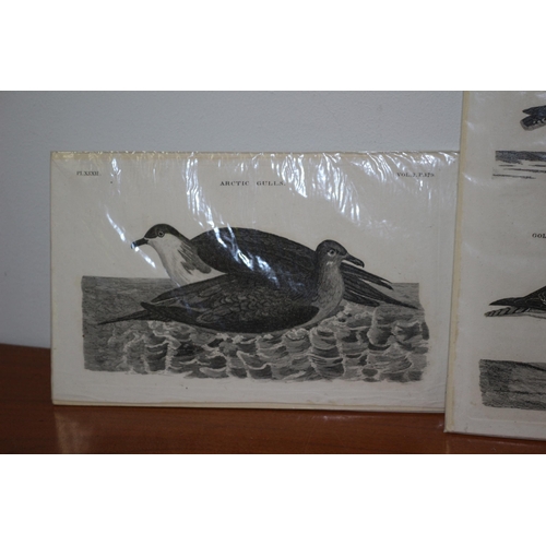 126 - 3 Antique Ornithological Prints From 1797