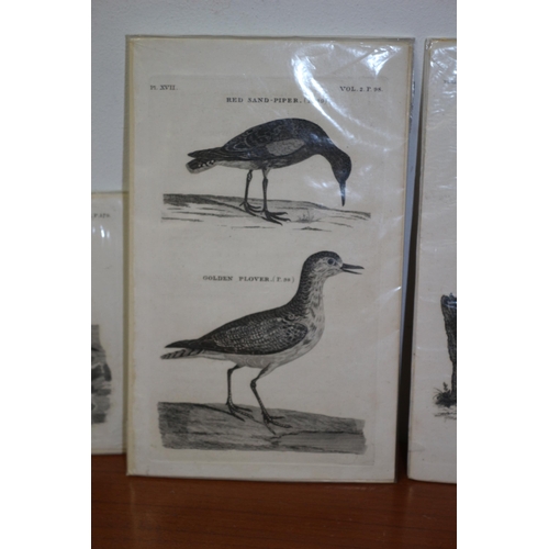 126 - 3 Antique Ornithological Prints From 1797