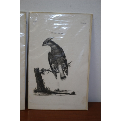 126 - 3 Antique Ornithological Prints From 1797