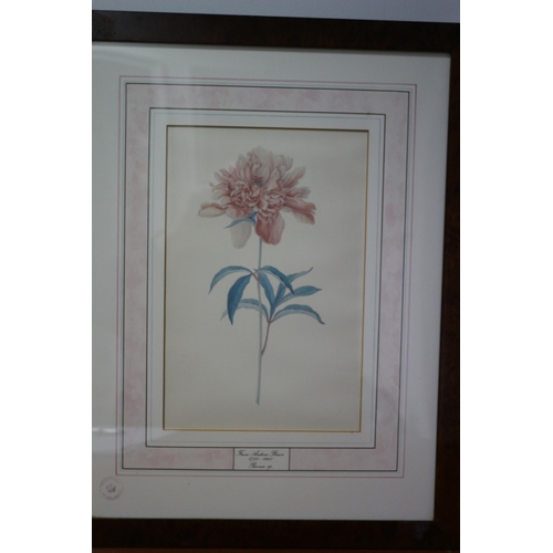 154 - Framed and Glazed Kew Botanical Flower Illustration by Franz Bauer Limited Edition Vintage Print 298... 