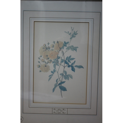 155 - Framed and Glazed Kew Botanical Flower Illustration by Franz Bauer Limited Edition Vintage Print 298... 