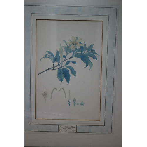 156 - Framed and Glazed Kew Botanical Flower Illustration by Franz Bauer Limited Edition Vintage Print 298... 