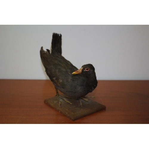 166 - Vintage Taxidermy Study of Believed to be a Moorhen