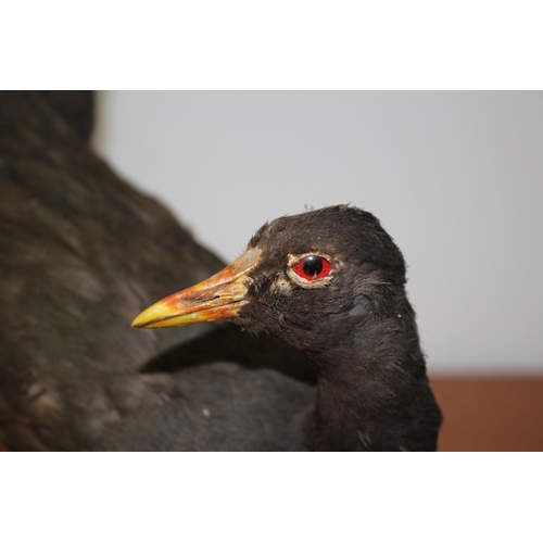 166 - Vintage Taxidermy Study of Believed to be a Moorhen