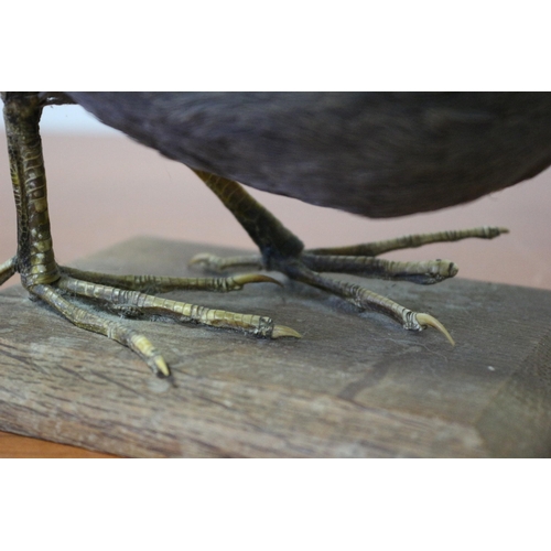 166 - Vintage Taxidermy Study of Believed to be a Moorhen