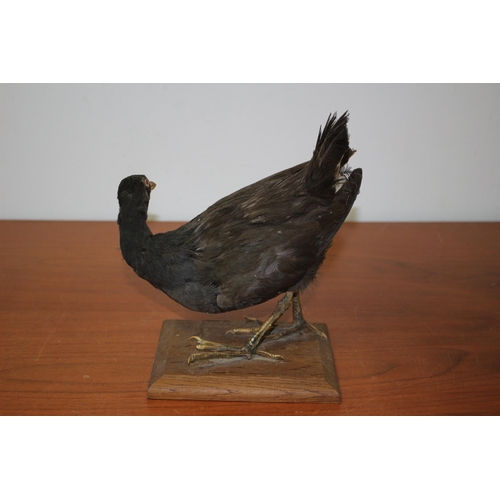 166 - Vintage Taxidermy Study of Believed to be a Moorhen