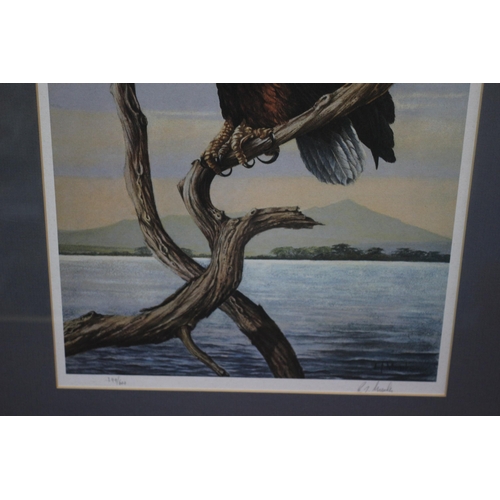 20 - Limited Edition Print of an Eagle Perched on a Branch - 399/600 - Signed - 53 X 43cm