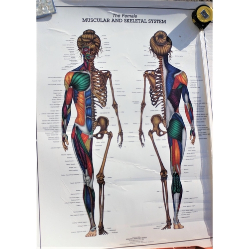 145 - The Male & Female Muscular Skeletal Shstem Posters (each 82cm x 60cm) 1 needs laminating