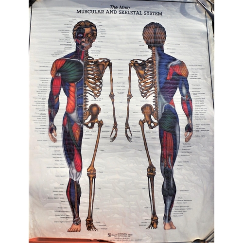 145 - The Male & Female Muscular Skeletal Shstem Posters (each 82cm x 60cm) 1 needs laminating