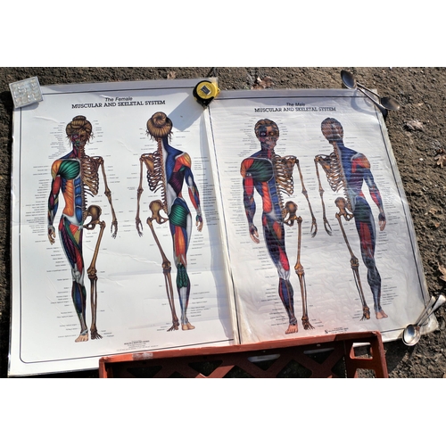 209 - The Male & Female Muscular Skeletal Shstem Posters (each 82cm x 60cm) 1 needs laminating