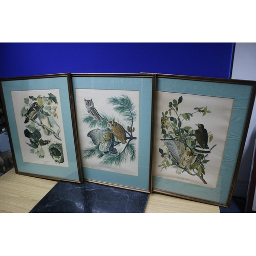 428 - 3x Ornithological Bird Prints/Illustrations