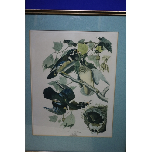 428 - 3x Ornithological Bird Prints/Illustrations