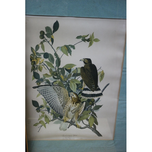 428 - 3x Ornithological Bird Prints/Illustrations