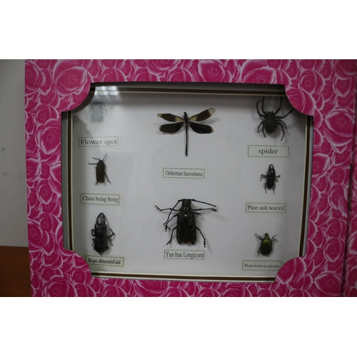 287 - Framed Bugs 34 x 29cm