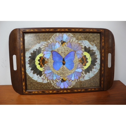 302 - Late Victorian / Early Edwardian Butterfly Wing Tray 53 wide x 34 high CM