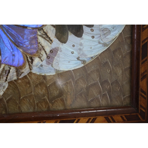 302 - Late Victorian / Early Edwardian Butterfly Wing Tray 53 wide x 34 high CM