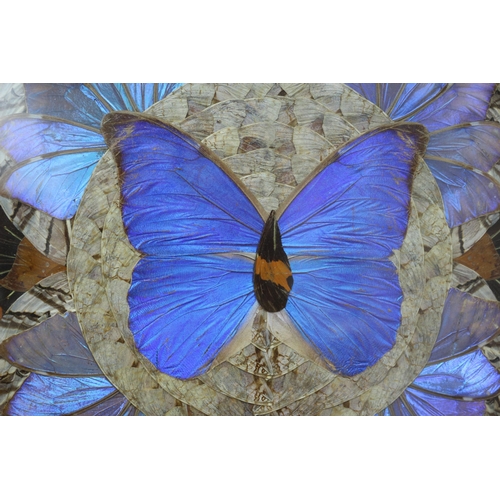 302 - Late Victorian / Early Edwardian Butterfly Wing Tray 53 wide x 34 high CM