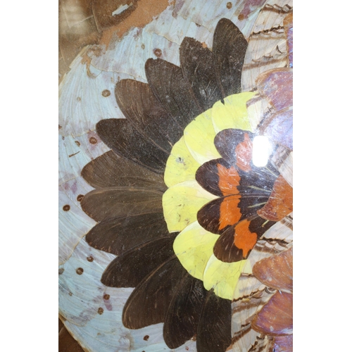 302 - Late Victorian / Early Edwardian Butterfly Wing Tray 53 wide x 34 high CM