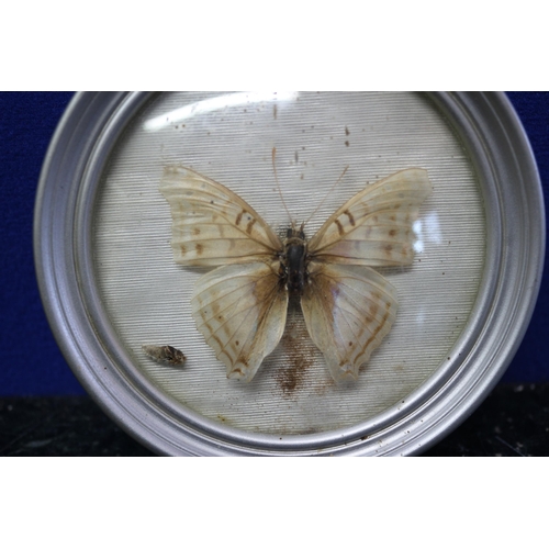 207 - Aged Miniature Display containing a Butterfly Behind Glass - 11cm Dia