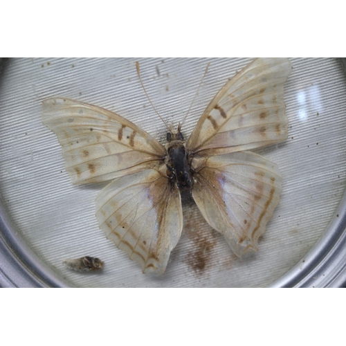 207 - Aged Miniature Display containing a Butterfly Behind Glass - 11cm Dia