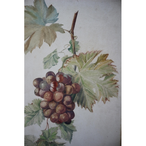 280 - Competition Stamped E.S.K. Watercolour of Grapes on a Vine on Board - Unsigned