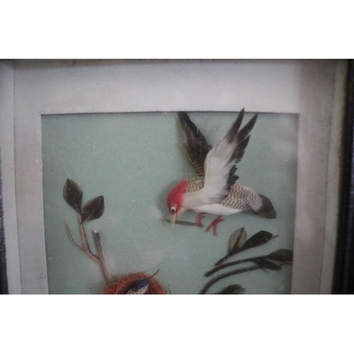 584 - Boxed Frame of Bird Feeding Babies, Made from Feathers 23.5cm