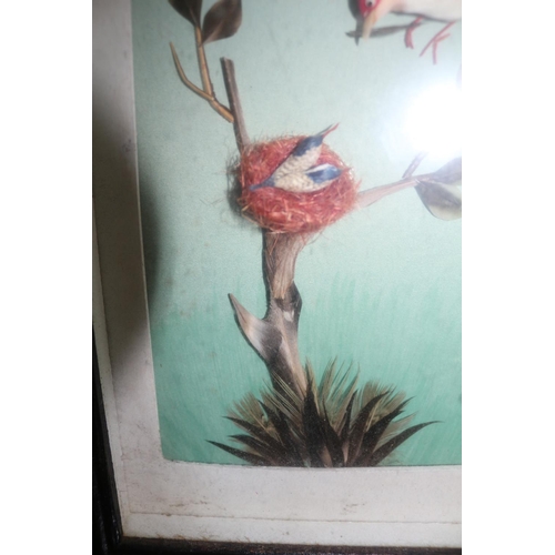 584 - Boxed Frame of Bird Feeding Babies, Made from Feathers 23.5cm