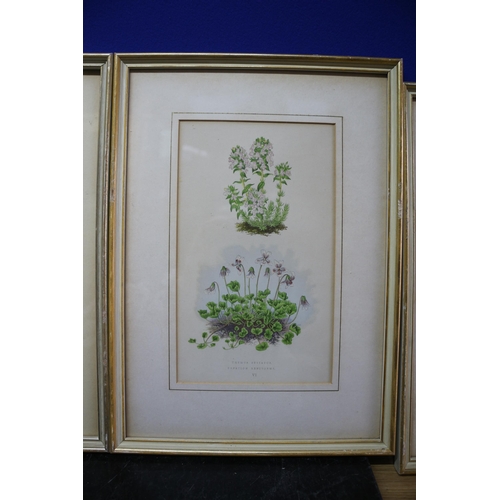 278 - Set of 4 Antique Floral Horticultural Plates - Framed - 36.5 x 26.5cm