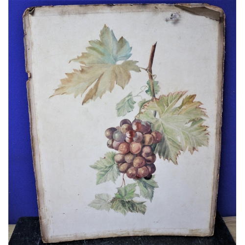 561 - Competition Stamped E.S.K. Watercolour of Grapes on a Vine on Board - Unsigned