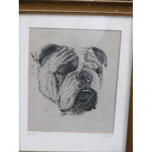 60 - Etching of a Bulldog