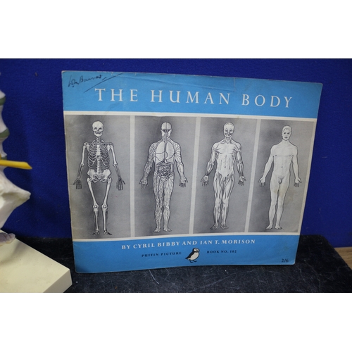 176 - Vintage Spine Model and The Human Body Book