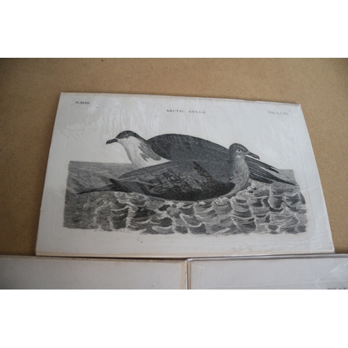 55 - Antique guaranteed 1797 Prints of Birds