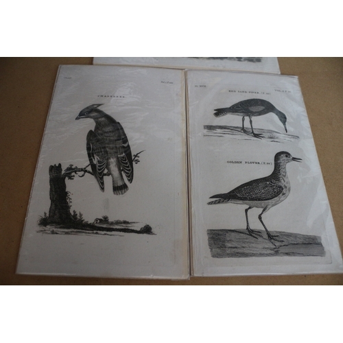 55 - Antique guaranteed 1797 Prints of Birds