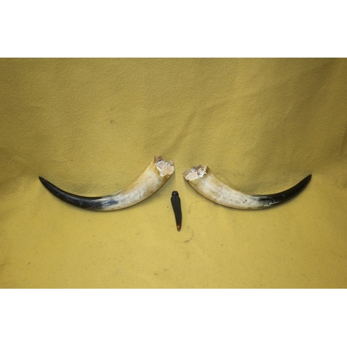 2 - Pair of Horns plus an Antler Handle