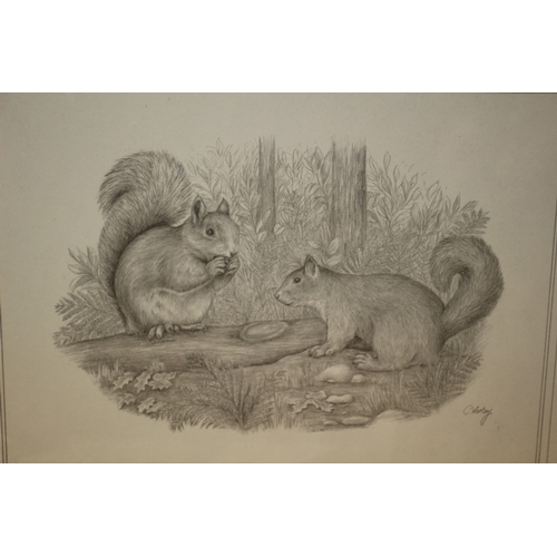 229 - C. Varley Print of Squirrels 43 x 33 cm