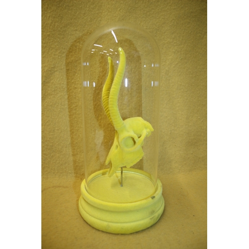 98 - Deer Skull in Glass Dome, 30cm Tall