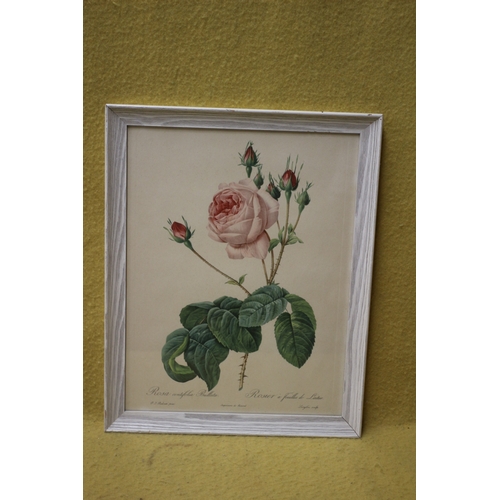 468 - Aged Rose Print - Horticultural Reference - 41 x 32cm