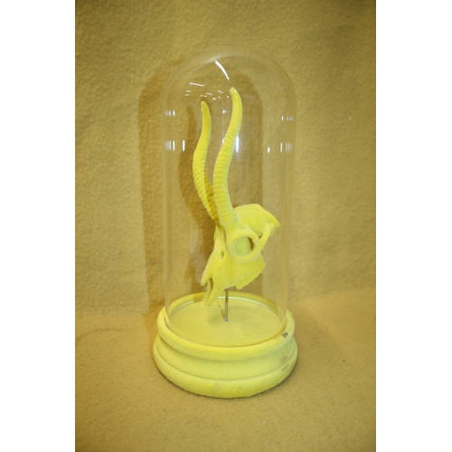 158 - Deer Skull in Glass Dome, 30cm Tall