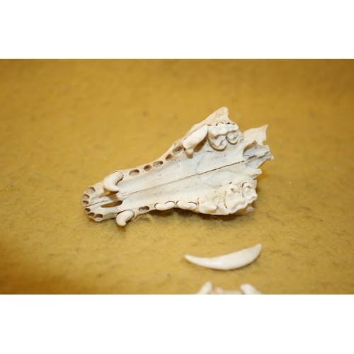 27 - Animal skull plus teeth