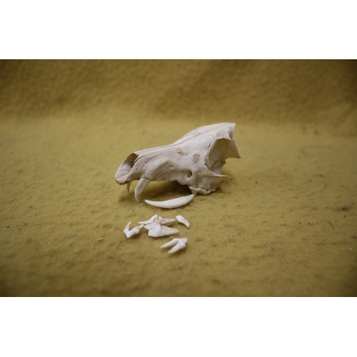 209 - Animal skull plus teeth