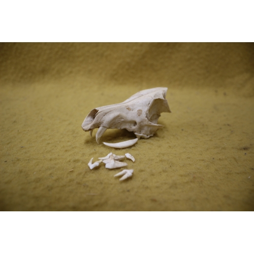 176 - Animal skull plus teeth