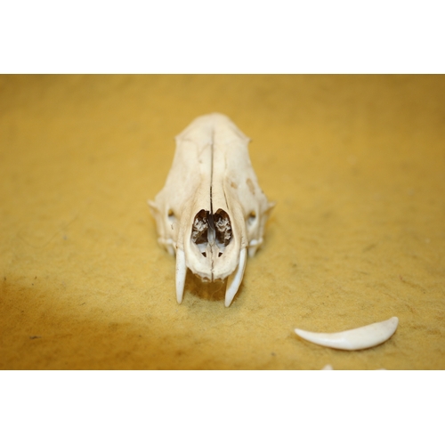 176 - Animal skull plus teeth