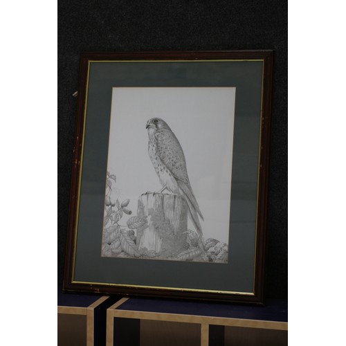 64 - Pencil Picture of Peregrine Falcon, Signed Clark, 55 x 45 cm