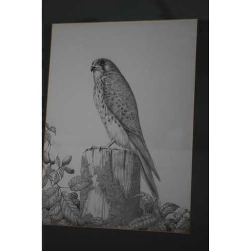 64 - Pencil Picture of Peregrine Falcon, Signed Clark, 55 x 45 cm