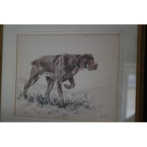 66 - Print Depicting a Pointer Dog, Signed, 35 x 29 cm