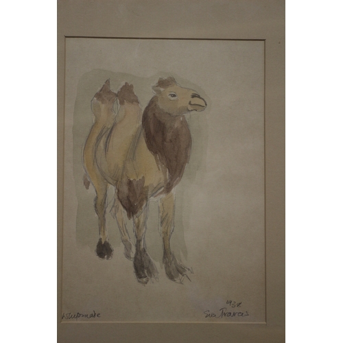 384 - Camel Watercolour, Signed, 37 x 29 cm